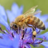Abeille - Moyenne