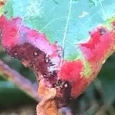 La bou sou la po - copie