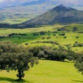 Plaine-des-Cafres-Reunion