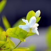 fleure