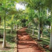 parc des palmiers